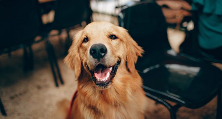 Yes, your dog can understand what you’re saying — to a point