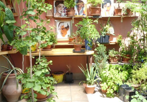 Plants for sale: Belle Piante e Piccoli Alberi in Vendita