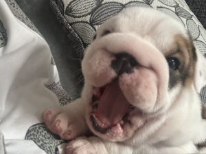 Offering Stunning Male and Female English Bulldogs